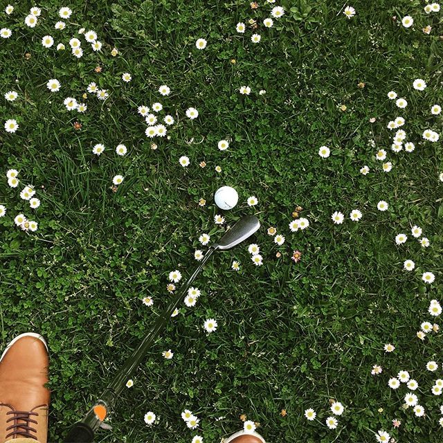 Golf club and ball in rough grass with daisies